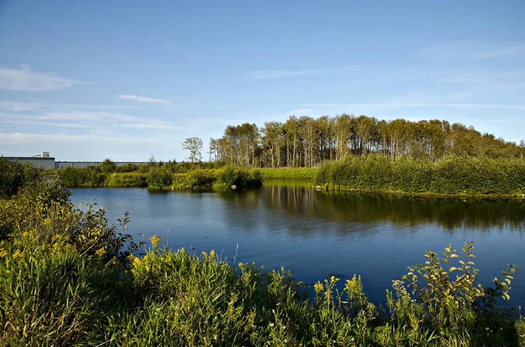 Mission Island Marsh