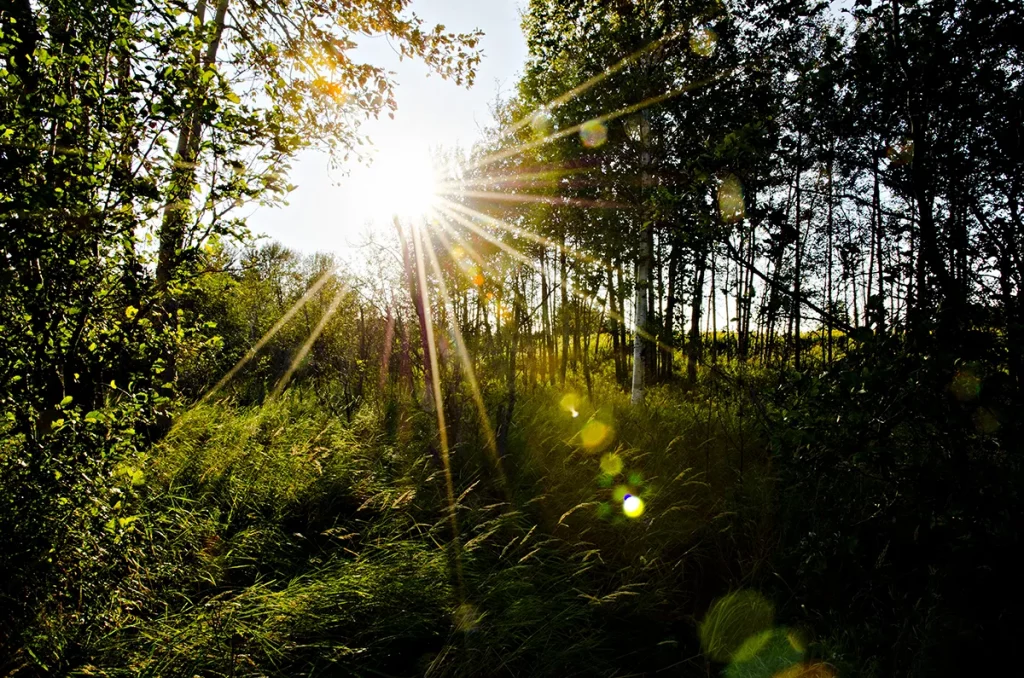 Mission Island Marsh