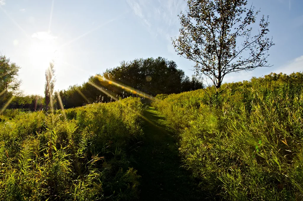 Mission Island Marsh