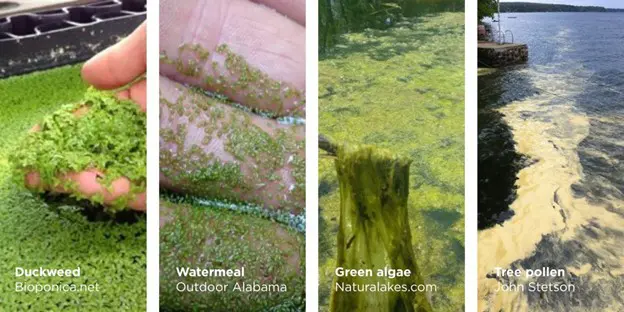 Duckweed, Watermeal, Green algae, and Tree Pollen
