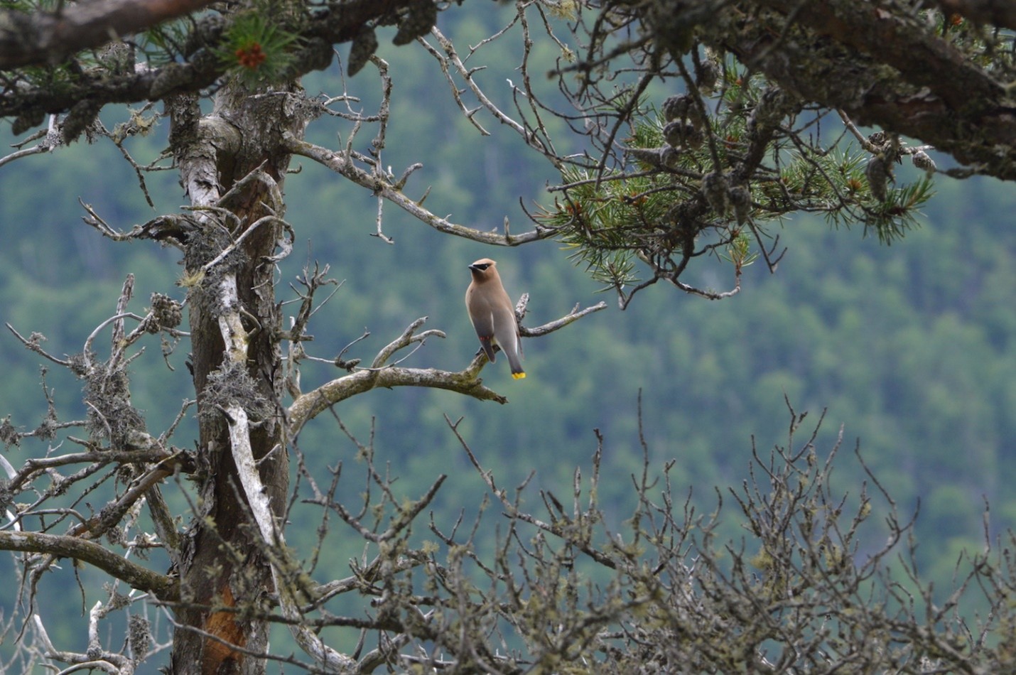 A bird sits in a pine tree