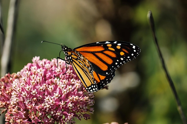 Monarch butterfly