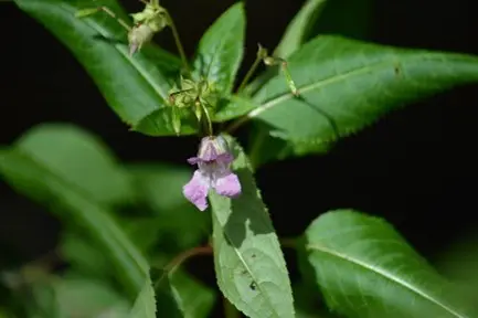 Himalayan Balsam along McVicar Creek