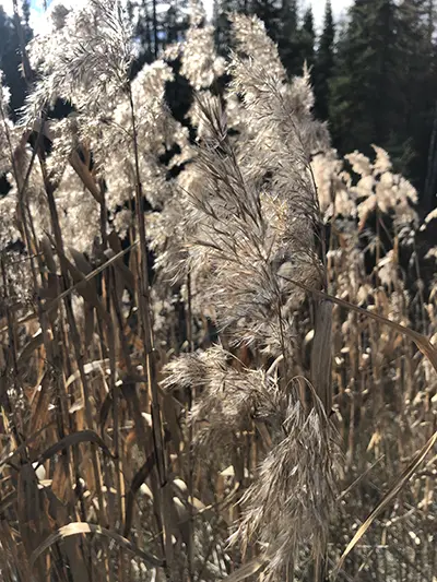 Invasive Phragmites