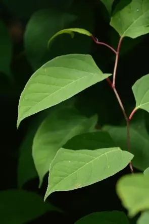 Triangular leaves of Japanese Knotweed