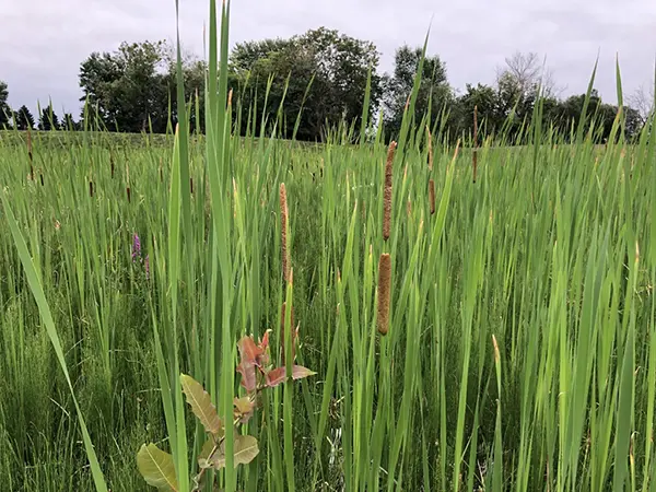 Narrow-leaved Cattail