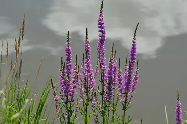 Purple Loosestrife