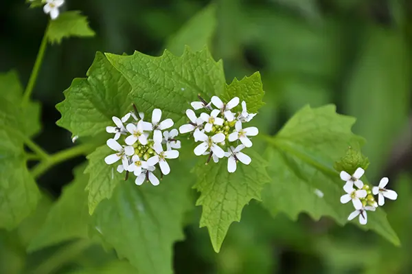 garlic mustard