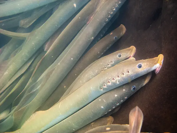 sea lamprey