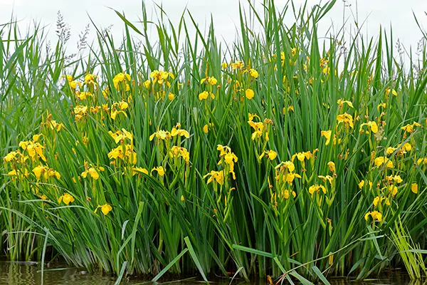 yellow iris