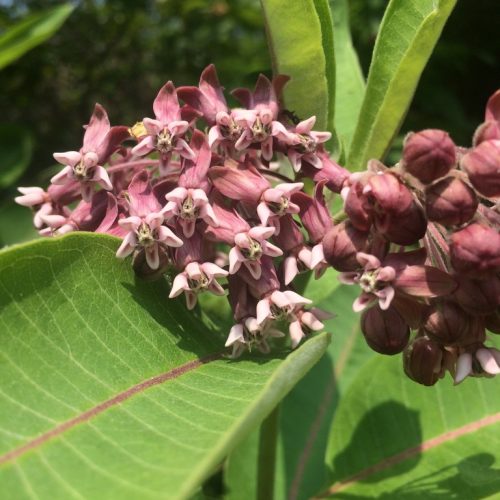 Seeds - Common Milkweed