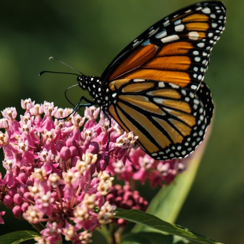 Seeds - Swamp Milkweed