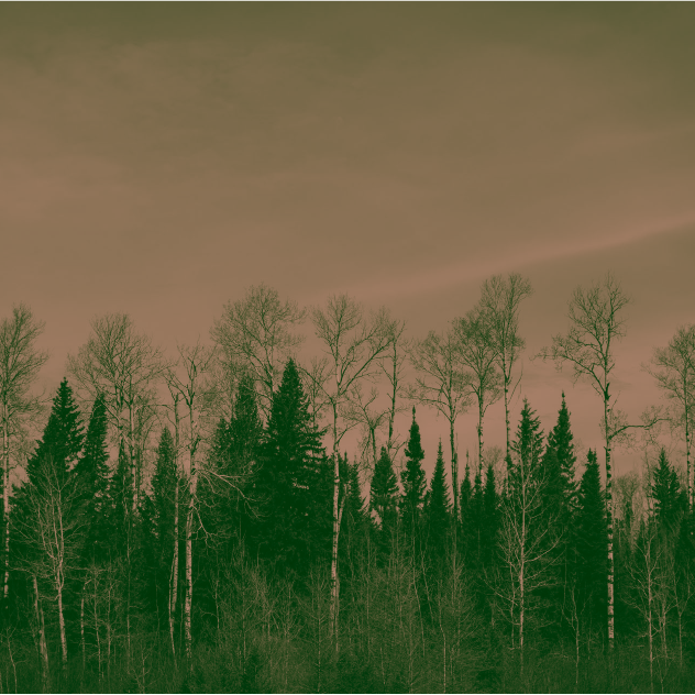 sepia tone treeline