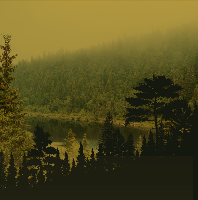 tree line next to a river